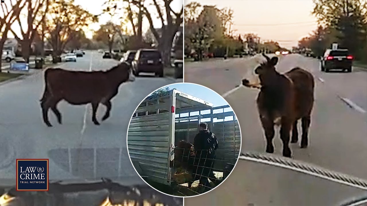 Senior Prank Gone Wrong: Cops Work to Corral a Cow Set Loose by High School Students
