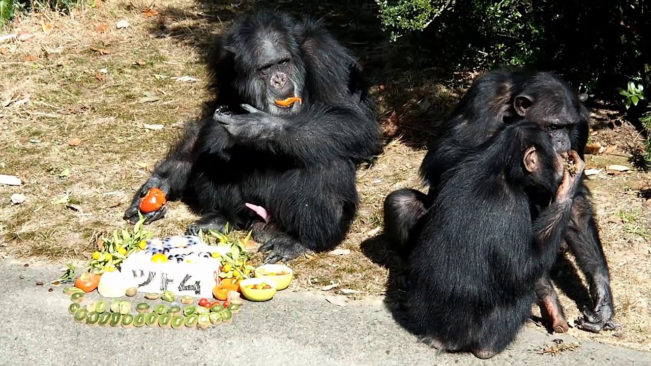 ツトムくん36歳お誕生日🍇🥝🍅🍊㊗️ 日本モンキーセンター チンパンジー