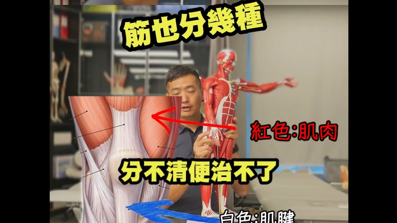 分辨清楚 肌肉 / 肌腱 / 韌帶 才能治得好痛症！