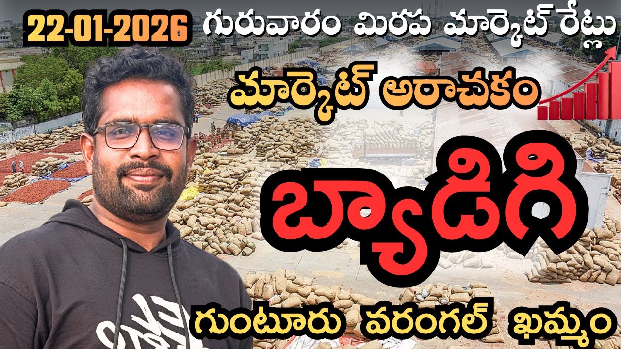 22-01-2026 మార్కెట్ రేట్లు 🌶️ | బ్యాడిగి–గుంటూరు–వరంగల్–ఖమ్మం #mdhasanagritech #viral #trending 