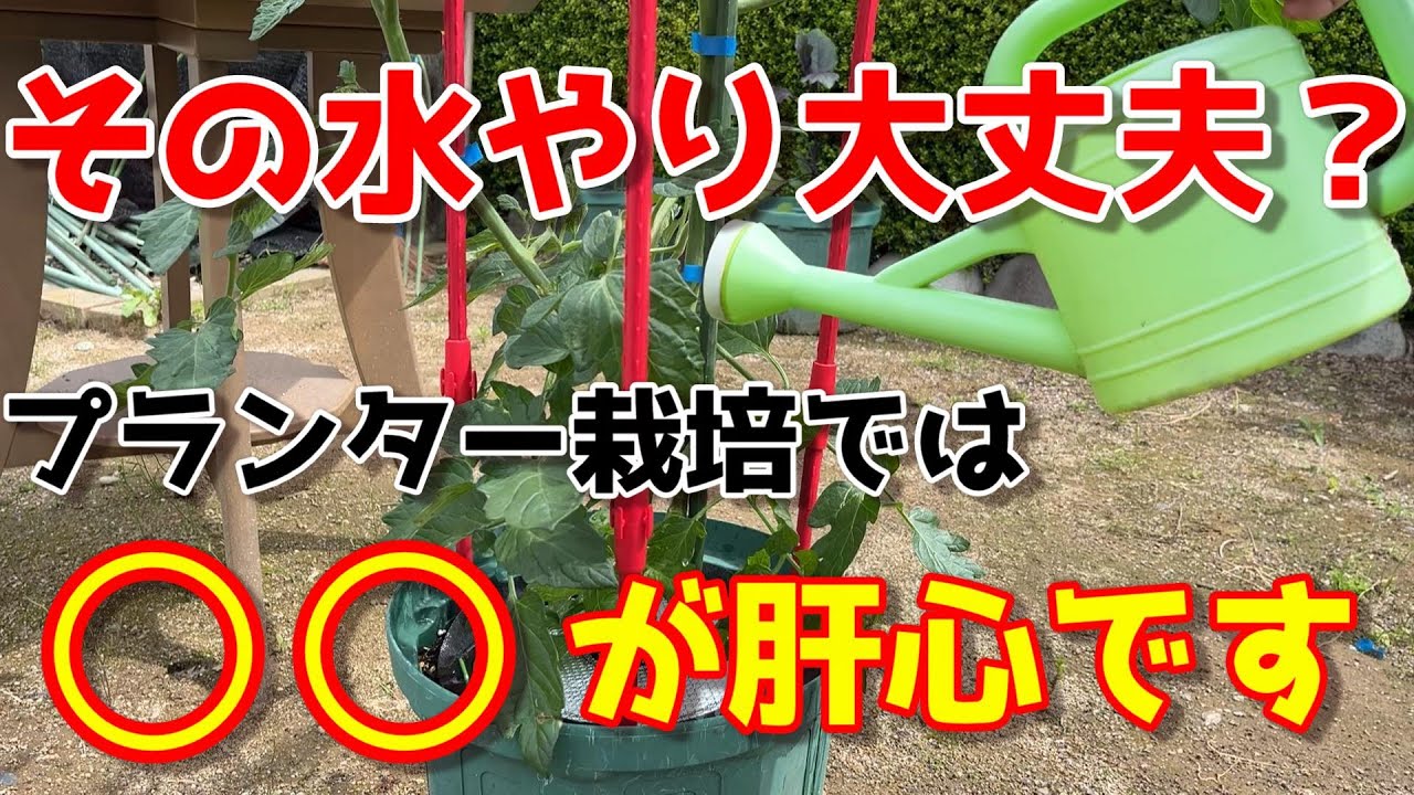 【ミニトマト】これを見ればプランターでの水やりの悩みは全て解決します。【家庭菜園】
