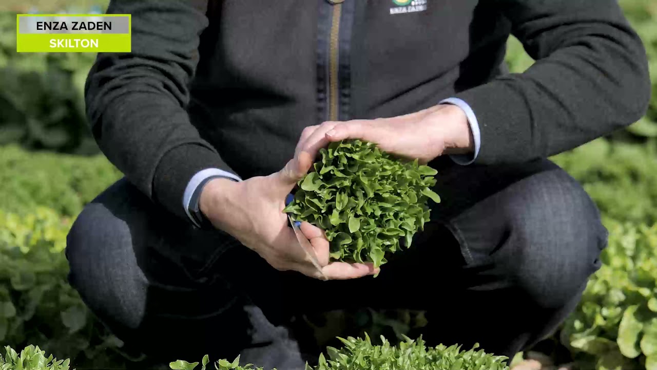 SKILTON, Eazyleaf lettuce