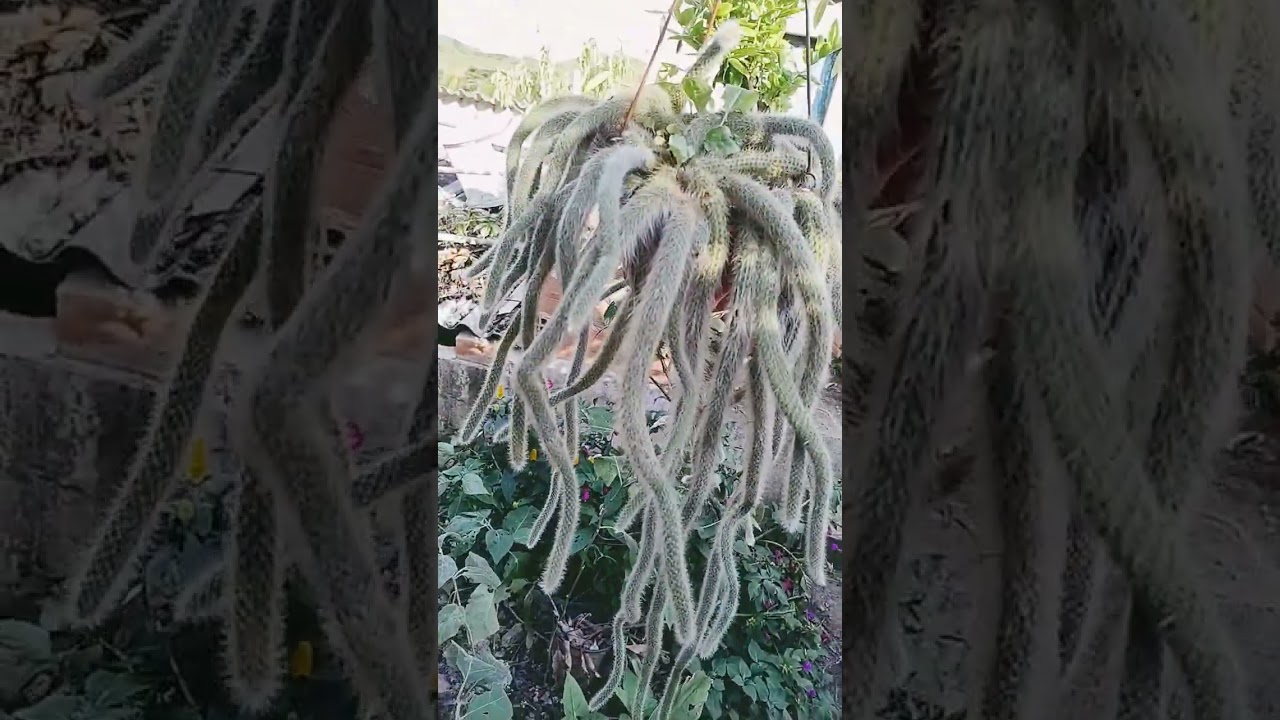 monkey tail cactus collection 🐒 #nature #plants #meme #nature