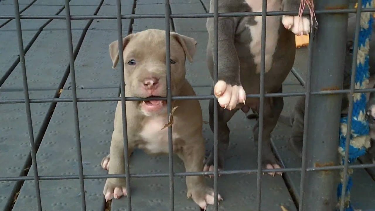 pitbull puppies
