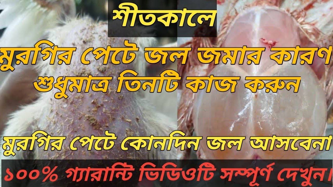 শীতকালে মুরগির পেটে জল জমে কেনো. Poultry ascites treatment.. মুরগির পেটে জল জমার কারণ ও ট্রিটমেন্ট।