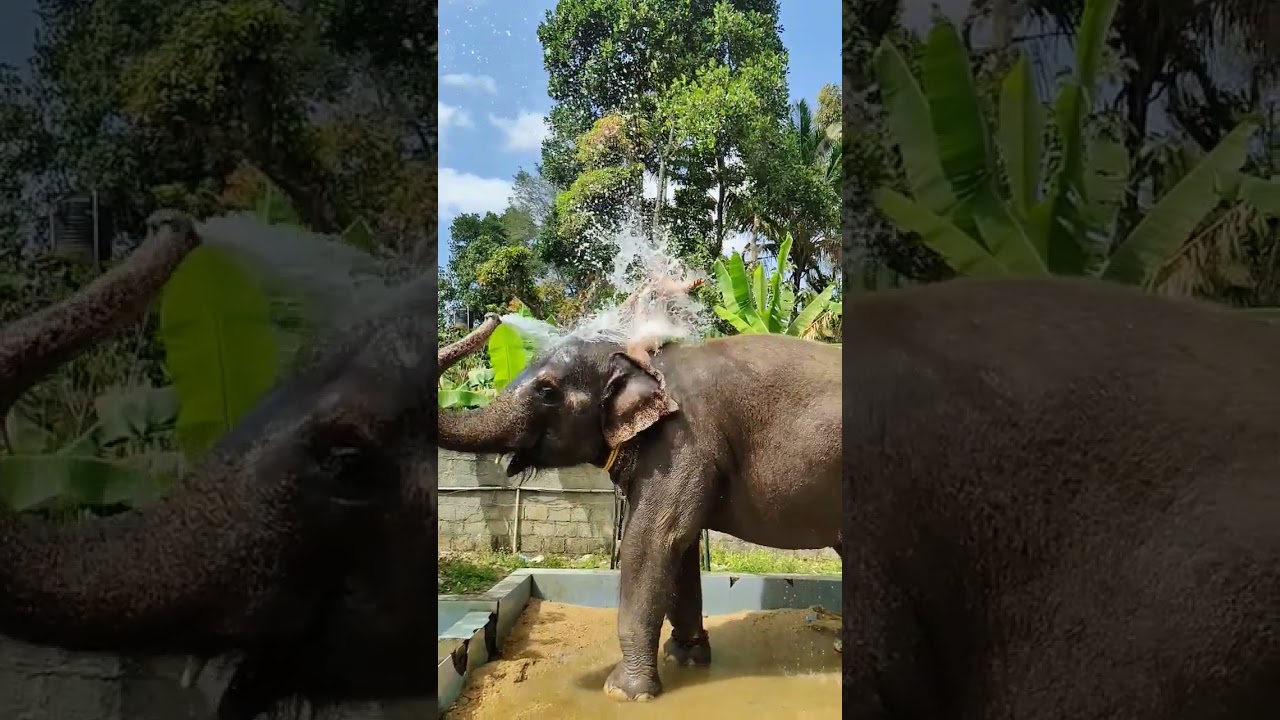 #elephant #shower #kerala #thekkady #keralatourism #travel #exploremore #youtubeshort #indianvlogger