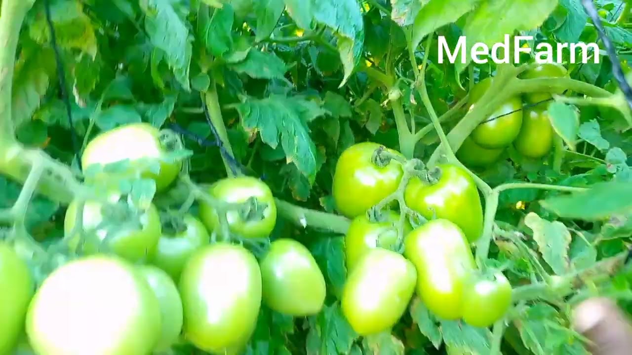 A video you never miss to watch|Tomato CAPTAIN F1... THE BEST VARIETY EVER|come on farmers.