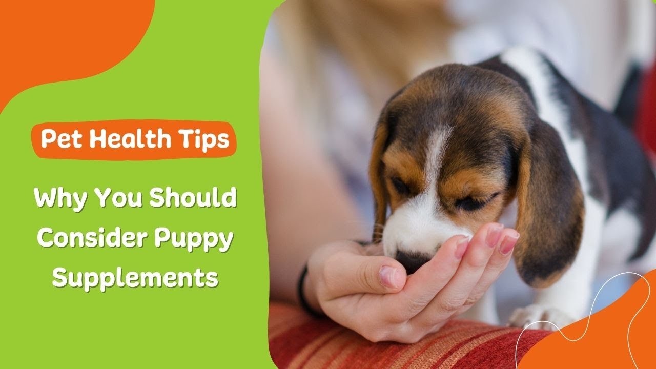 Why You Should Consider Puppy Supplements