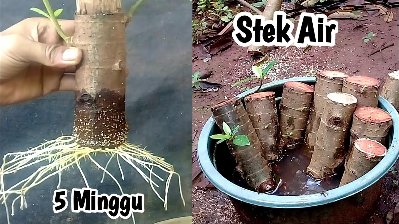 Sering gagal stek air coba cara ini!!! Stek air bahan bonsai loa