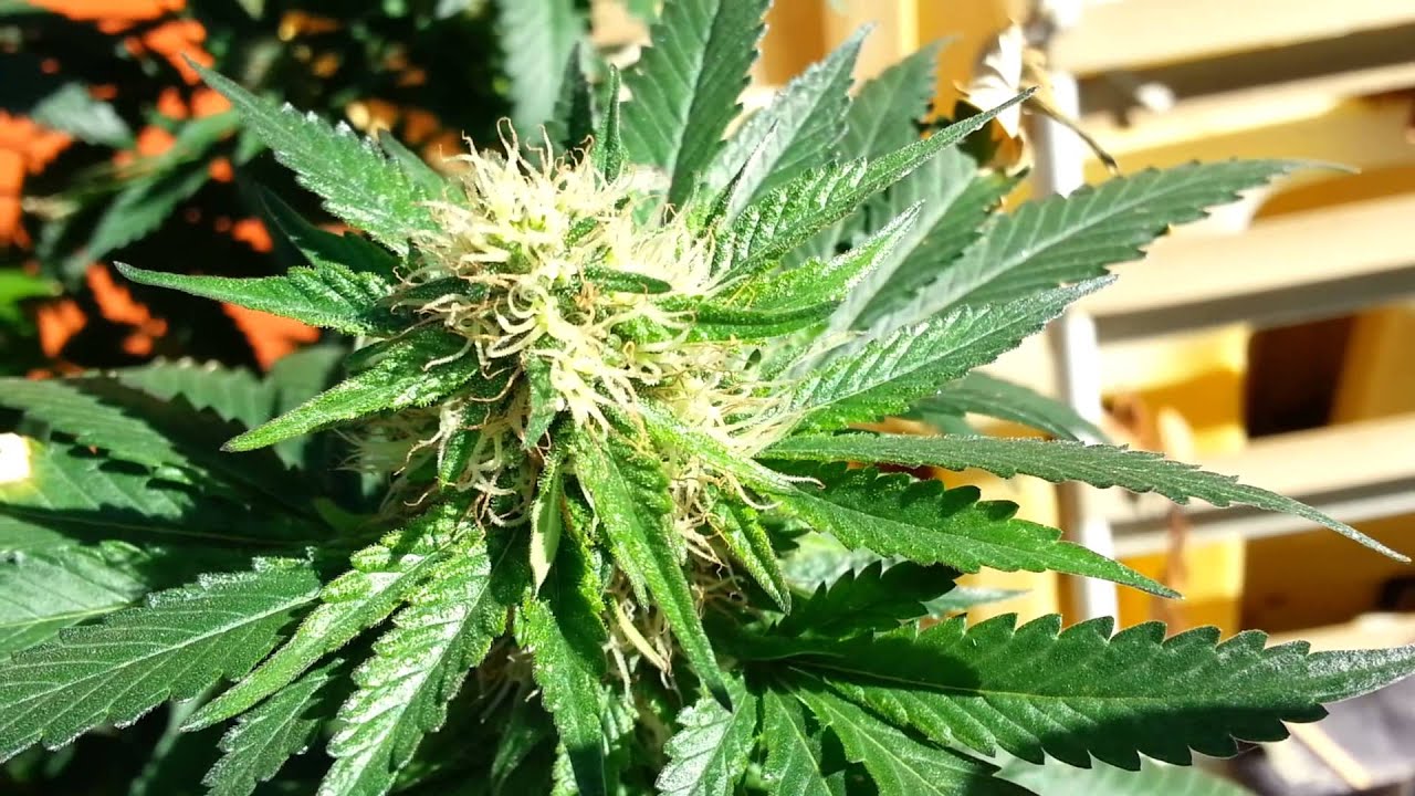 DNA Genetics - Hash Plant Haze & More 2013 Outdoor Grow Part 4