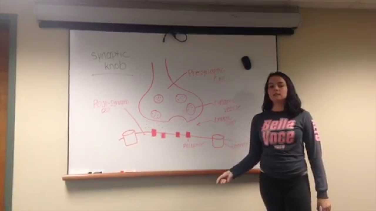 Basic Neuronal Structure