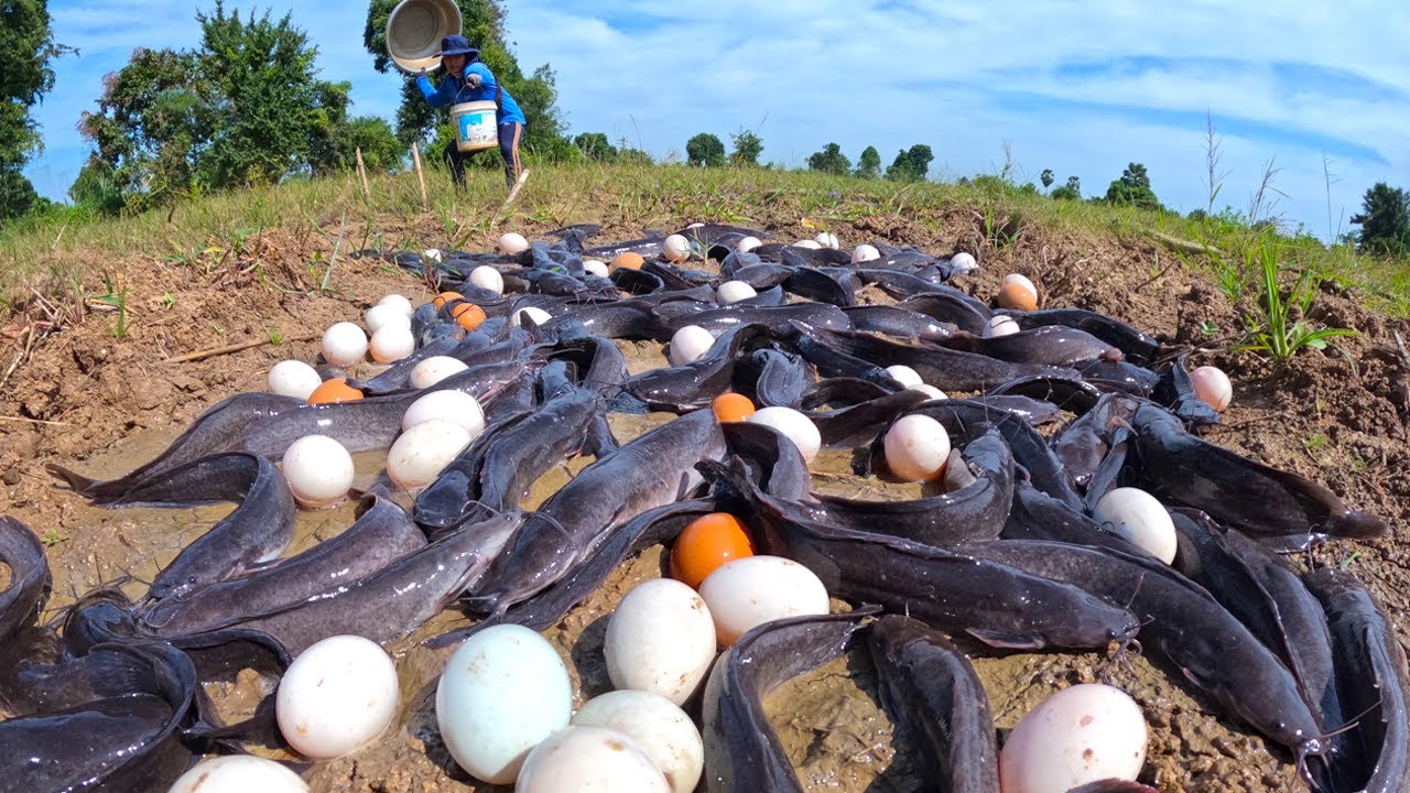 top unique fishing , best hand fishing - catch a lot of fish and pick duck egg at field by hand