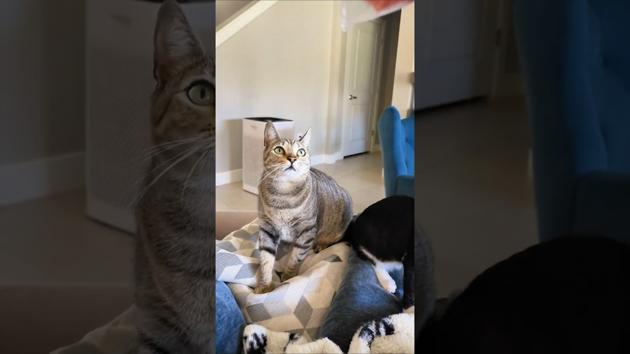 Cats need a pepperoni tax song