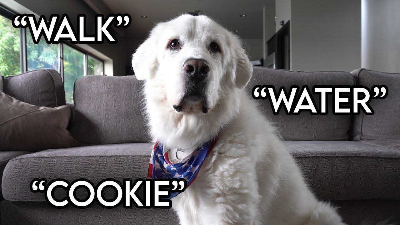 Telling a Dog Story with His Favorite Words