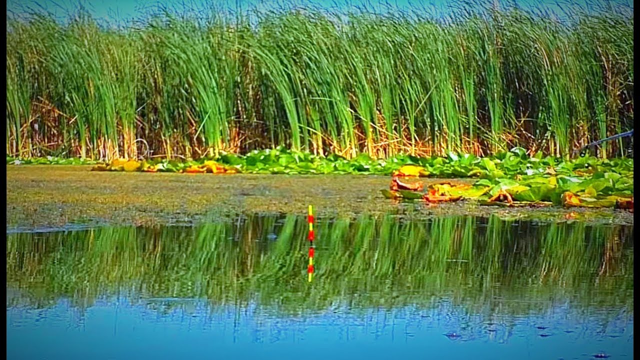 ВОТ ЭТО РЫБАЛКА НА КАРАСЯ! Ловля крупного карася. Очень много карася.