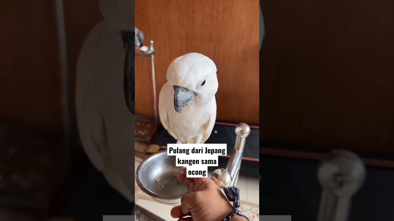 burung ocong nya Fadil jaidi