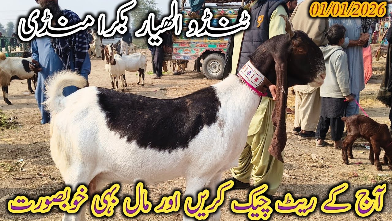Tando Allahyar Bakra Mandi | Today update | Qurbani Eid 2026 | Goat milking | date 01/01/2026