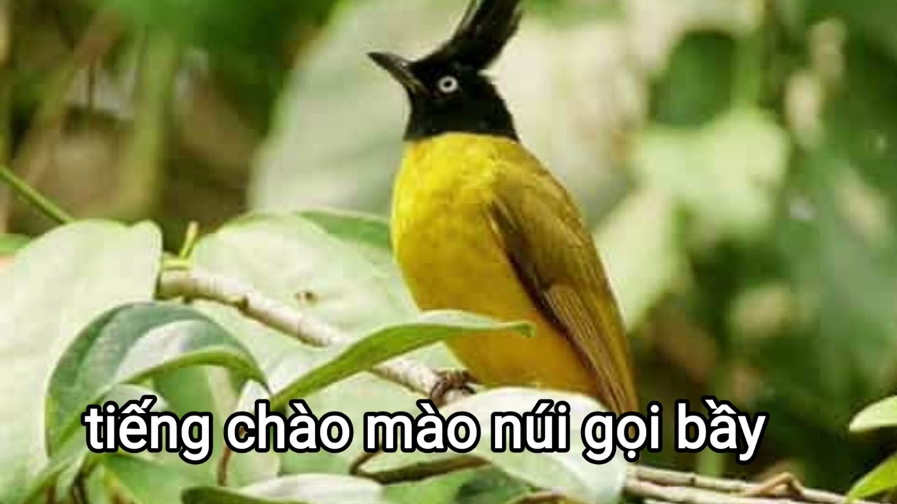 Tiếng chim chào mào núi , chào mào vàng gọi bày ,  the sound of birds greeting