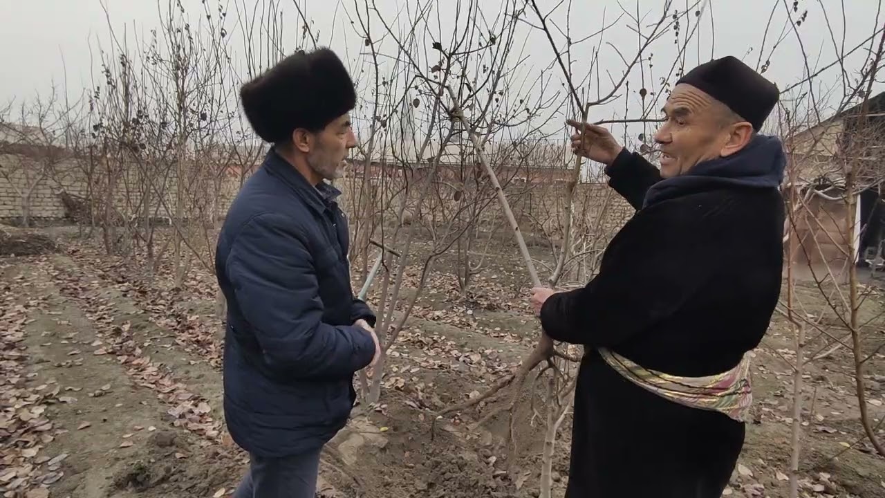 Олтиарикни бетон заводидан кучатга келди.