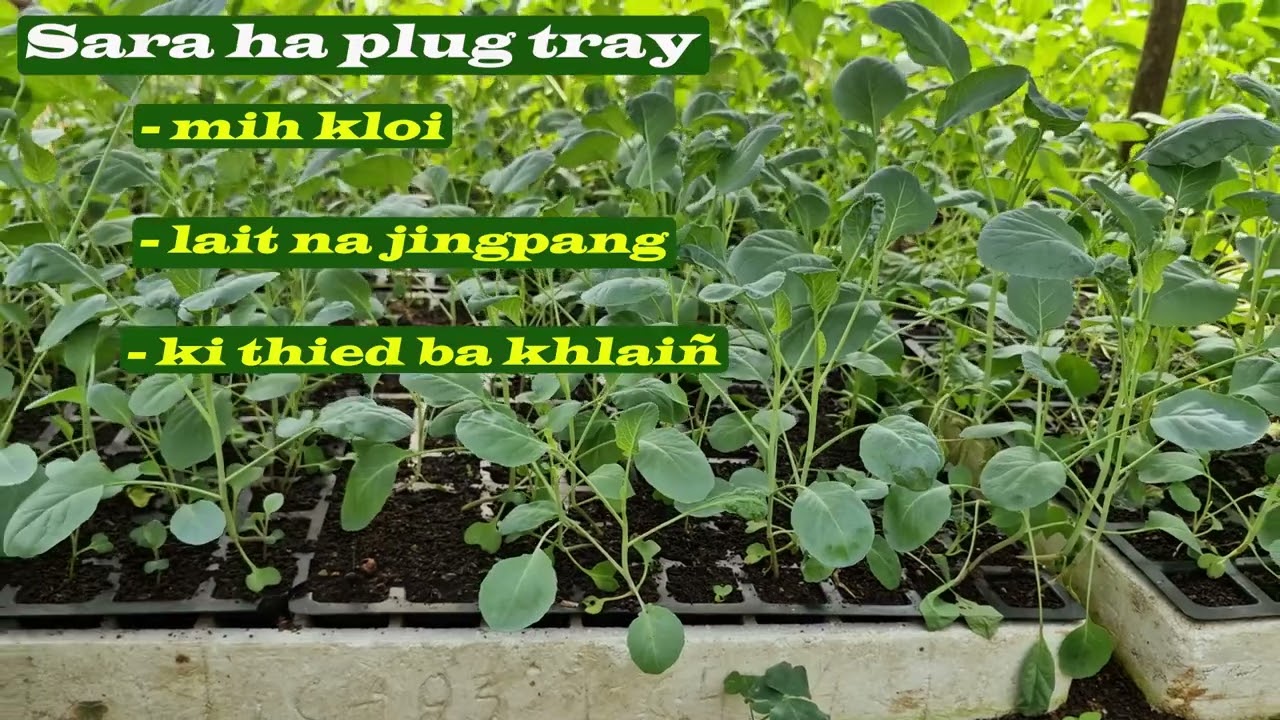 Plug Tray Raising of Broccoli Seedling || Ummulong