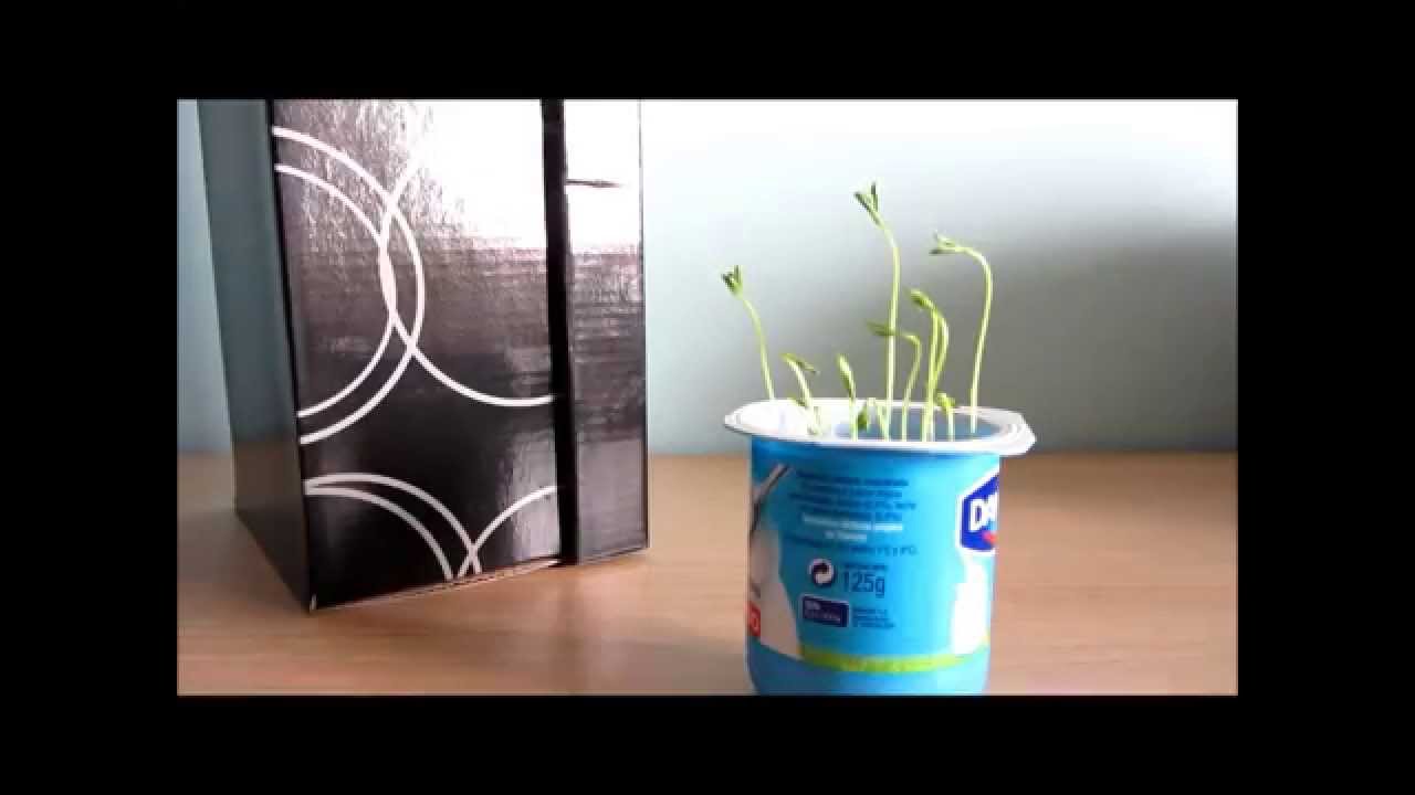 Experimento casero: &iquest;crece una planta sin luz?