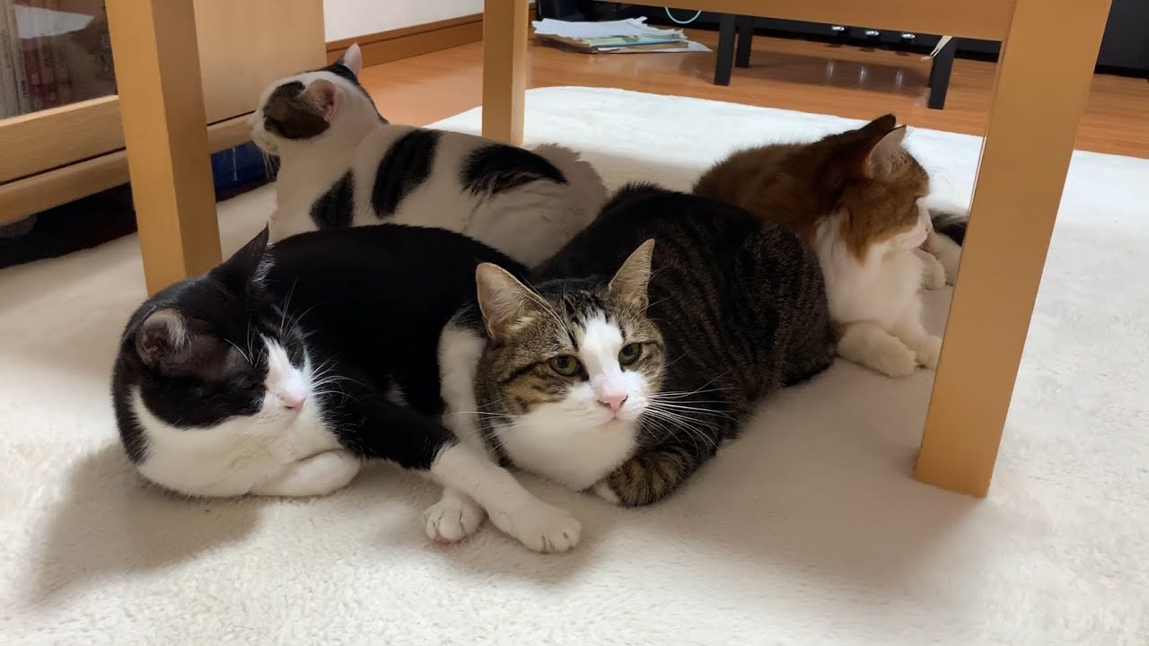 冷え込んでくると寄り添う猫