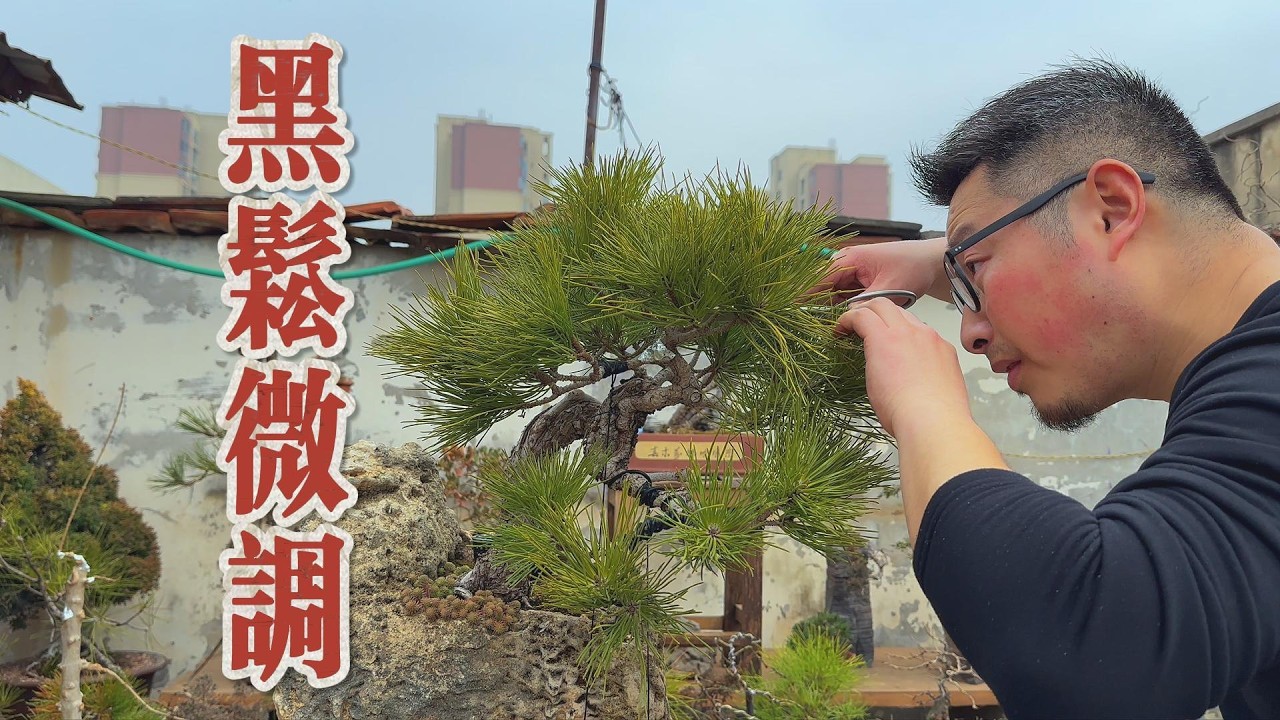 黑松姿态不好 就在初春调整一下
