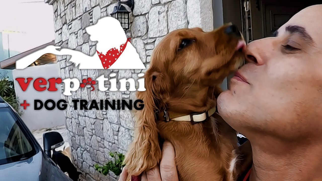 Tarçın'ın Pozitif Köpek Eğitimi - İzmir - Çeşme Köpek Eğitimi