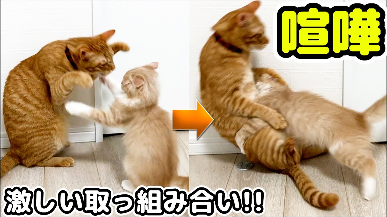先住猫と新入り子猫の取っ組み合いの喧嘩が勃発！？【保護猫】