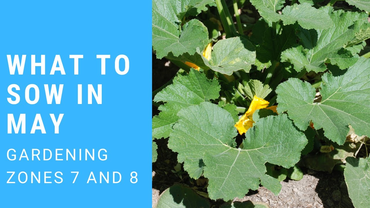What to sow in your Garden in May [Zones 7 and 8]