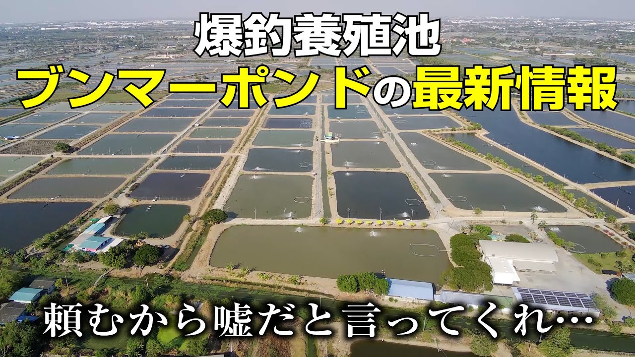 2026年最新！ブンマーポンドの今。タイランドでバラマンディが爆釣する養殖池に6年ぶりに訪れたら、驚愕の変化を遂げていた。