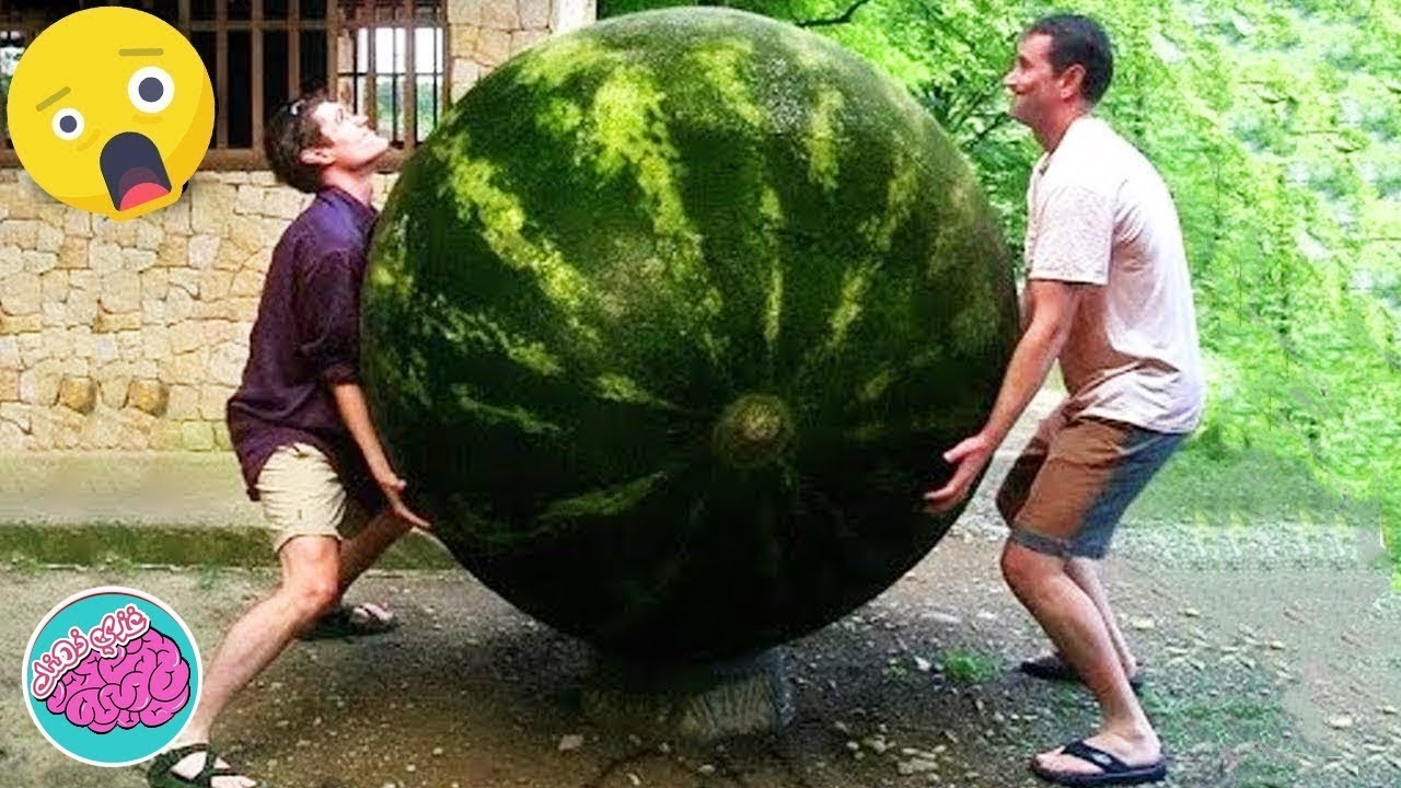 اكبر ١٠ فواكه موجودة في العالم