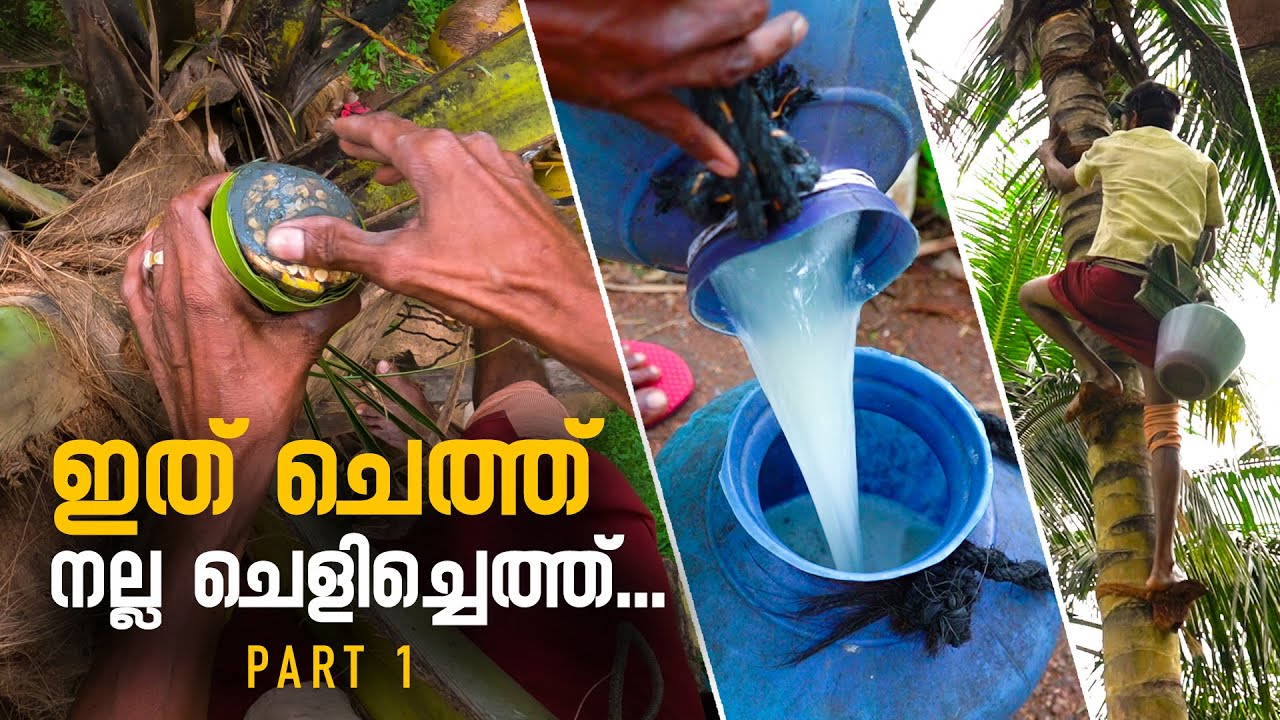 ഇത് ചെത്ത് നല്ല ചെളിച്ചെത്ത്... | Toddy Tapping Method | Kallu Chethu | Chittur Palakkad | Part 1
