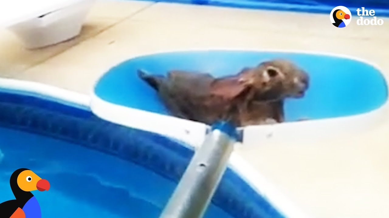 Drowning Animals Rescued From Swimming Pools Compilation | The Dodo