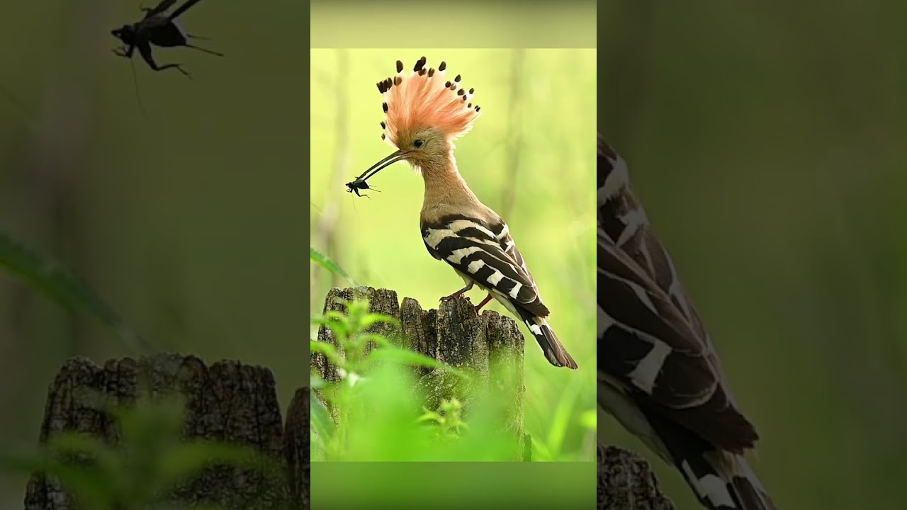 Hoopoe ( Upupa epops) , Slovakia