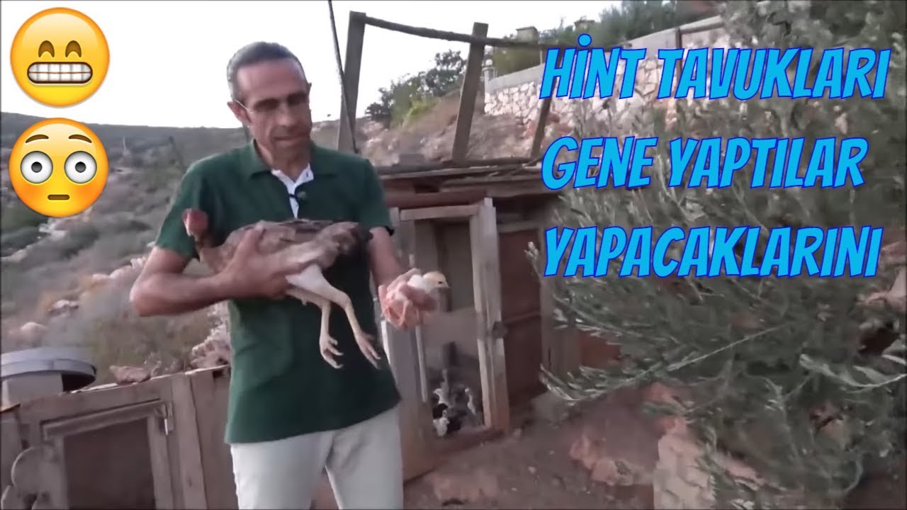 Gurk Tavukları Civcivlerinden Ayırdık Hint Kümesinde Savaş Çıktı!!!