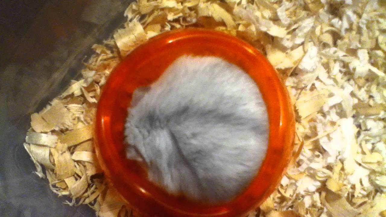Hamster pees in bowl then runs away