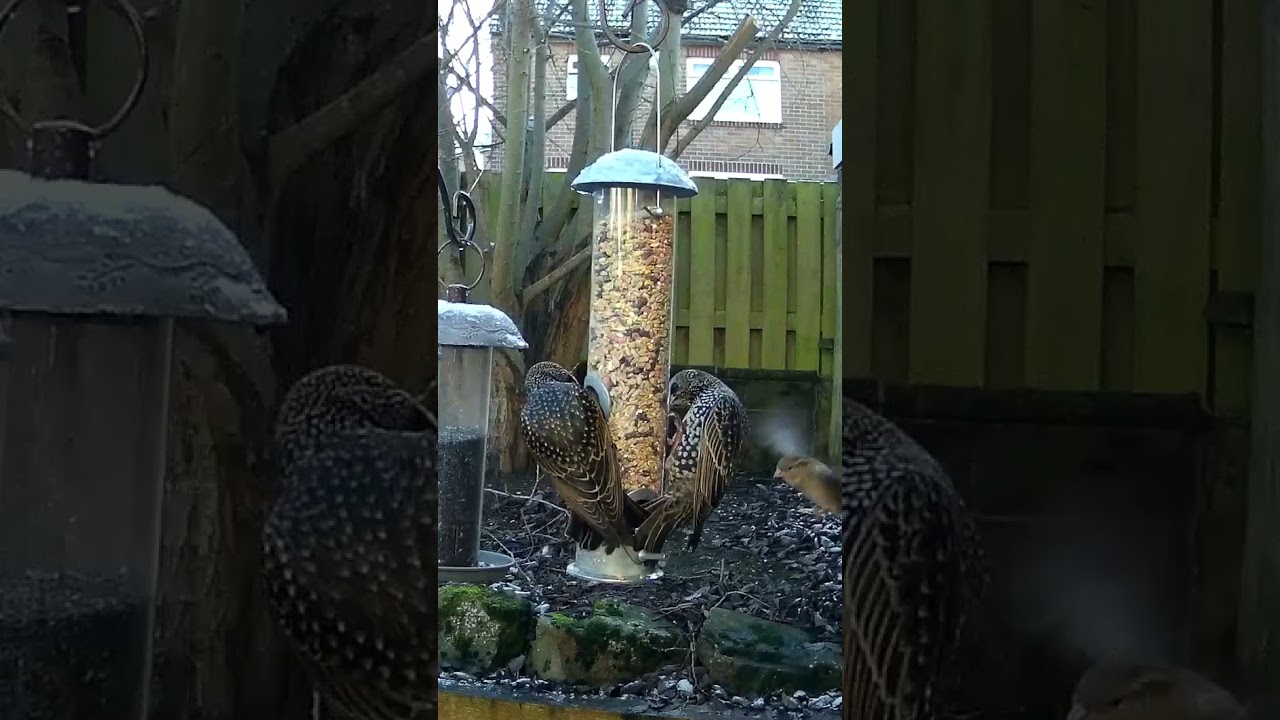 Starlings tucking in at the bird feeder #starlingbird #birdlife #gardenbirds #ukbirds #birds #uk