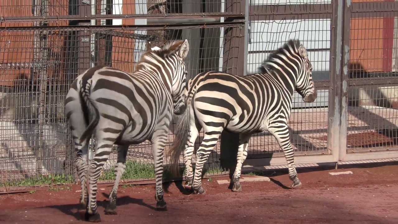 グラントシマウマの『ファミリー』『ハッピー』『アラシ』 (茶臼山動物園) 2018年4月15日