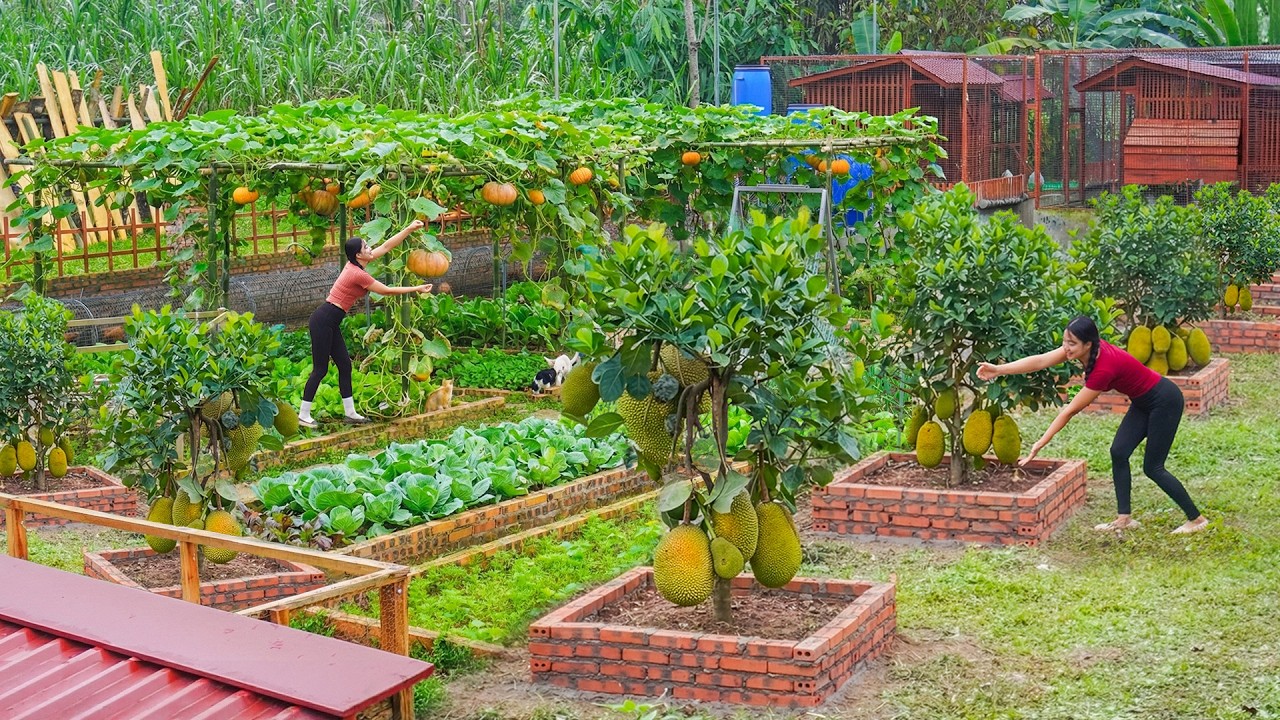 Full Video: 75-Days Technique Growing Jackfruit Trees, Pumpkin - Journey of Growing Clean Vegetables