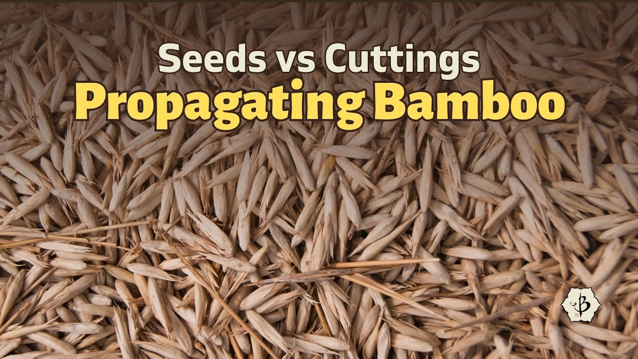 Bamboo Seeds and Propagation Tips