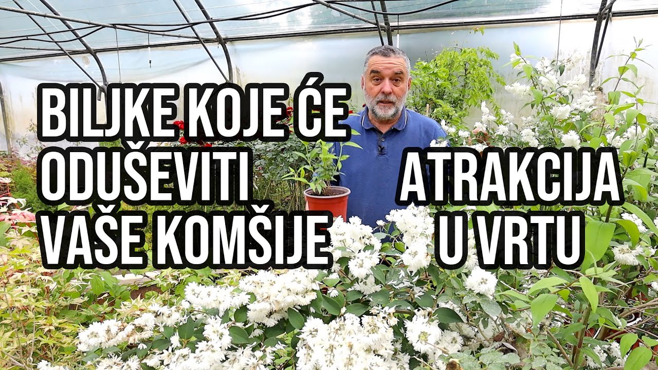 Atrakcija u vrtu - biljke koje će oduševiti vaše komšije