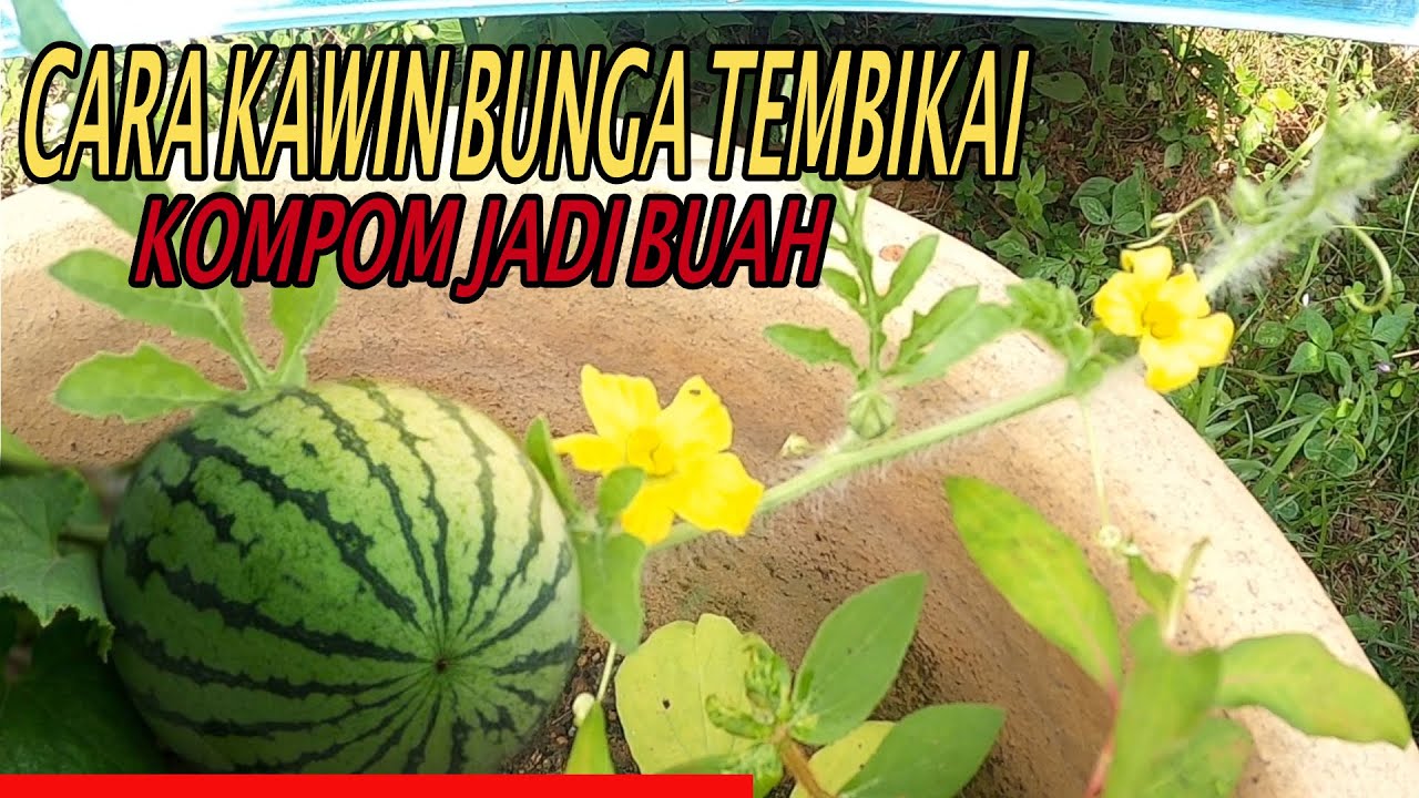 Langkah Mudah Cara Kawin Bunga Tembikai atau Semangka Pollinate/Pendebungaan Tembikai secara manual