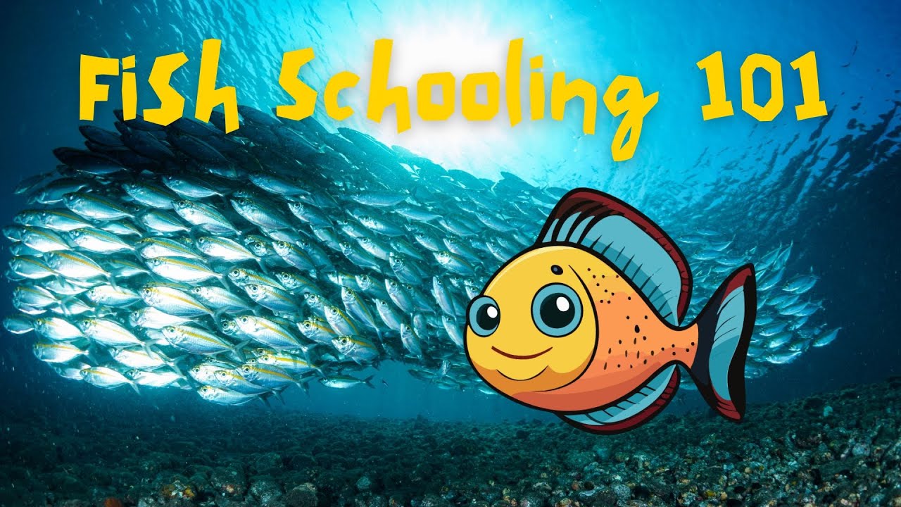 Why Do Fish Swim in Schools?