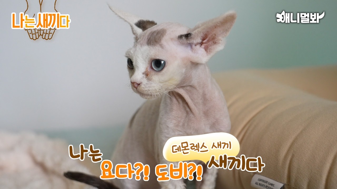 Мне 42 дня, малышка девон-рекса [SBS Animal, I’m A Baby, 79th]