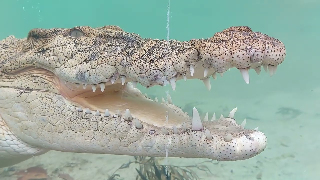 Crocodile Viewing Dome