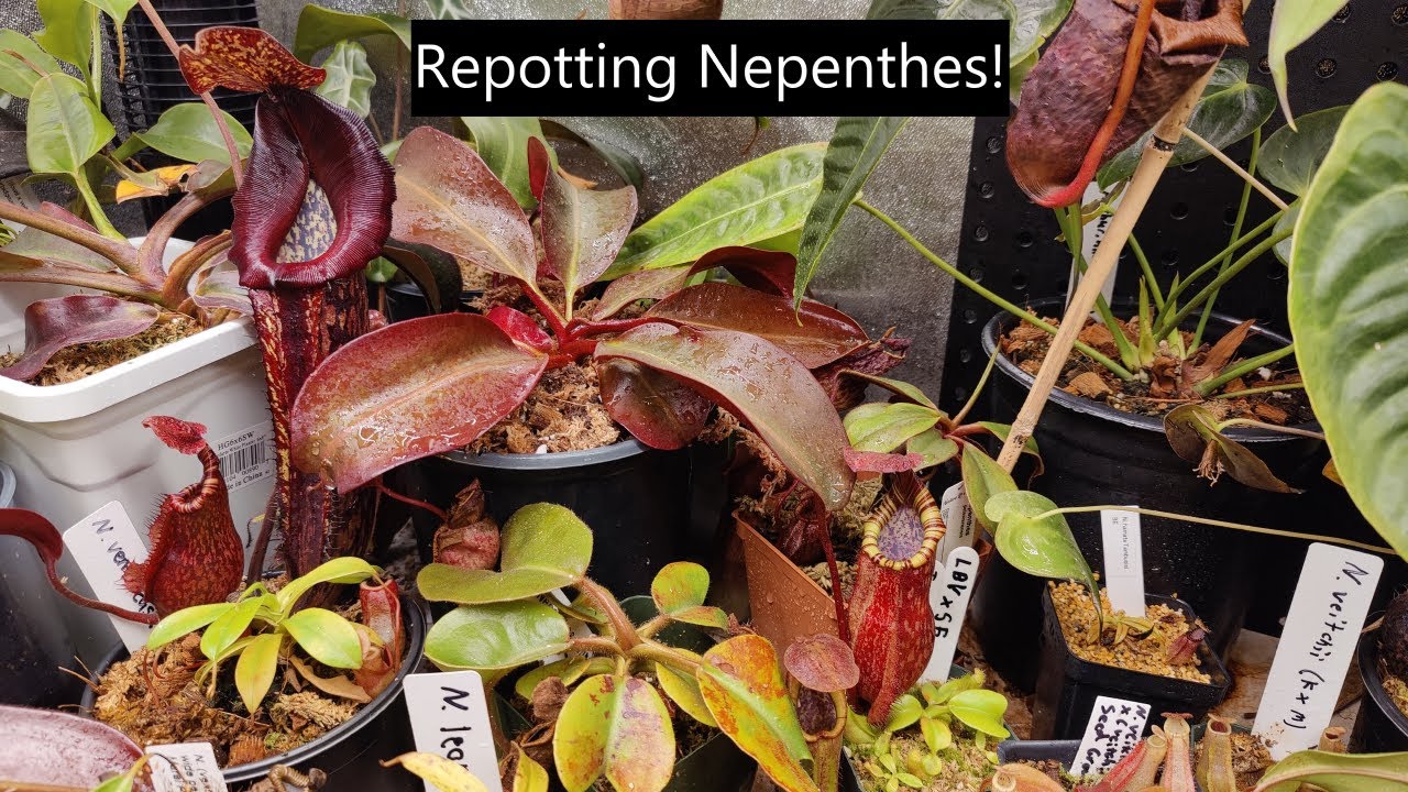 How To Repot Nepenthes