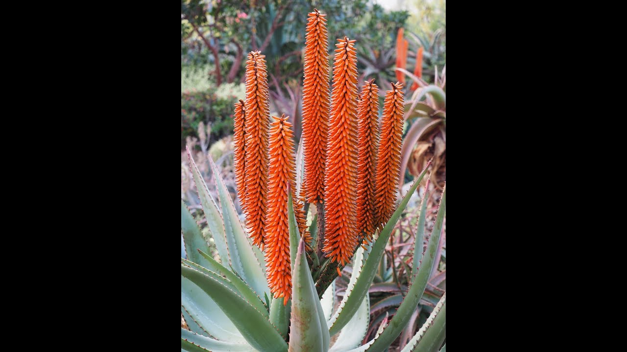 Hannah Jarson's Aloe Eden