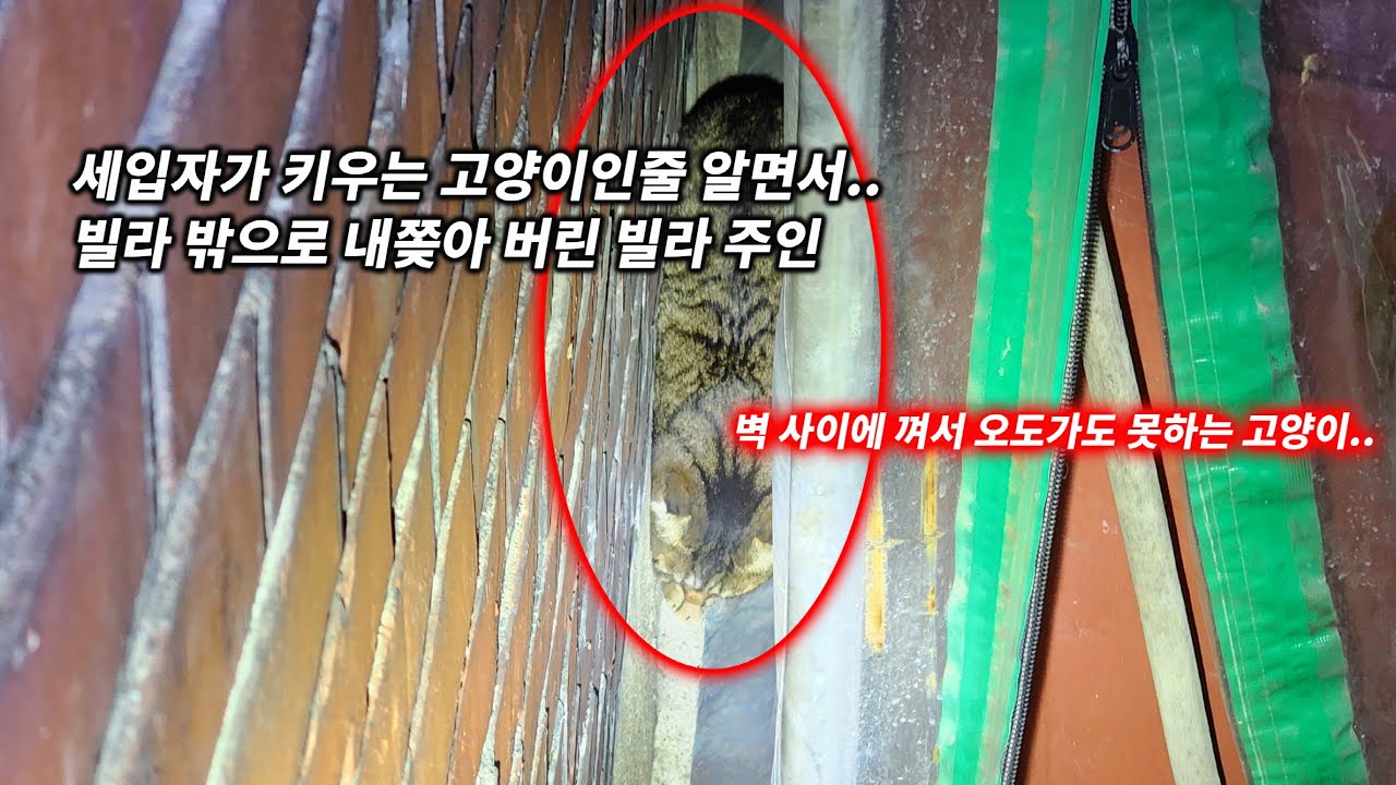 세입자가 키우는 고양이인걸 알면서 내쫒은 빌라주인.. (고양이탐정)