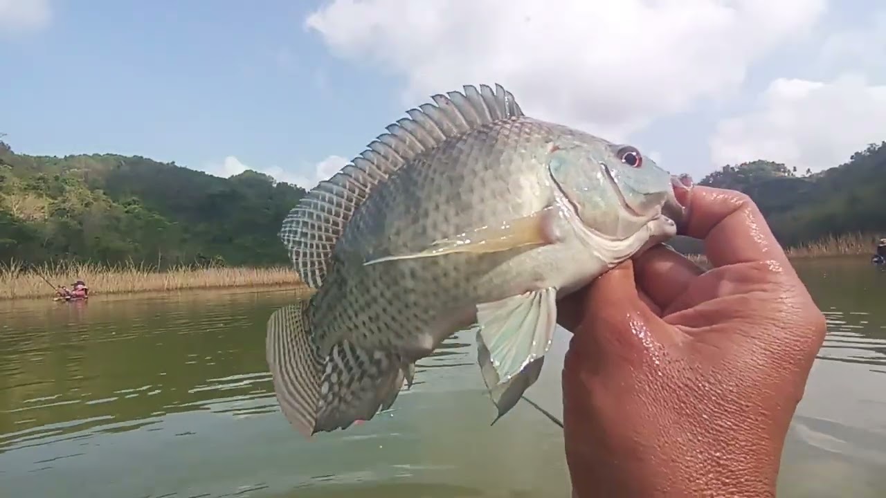 SPOT DEKAT WGM DIHUNI BABON NILA‼️WADUK PARANGJOHO EROMOKO #mancing #fishing #ikan
